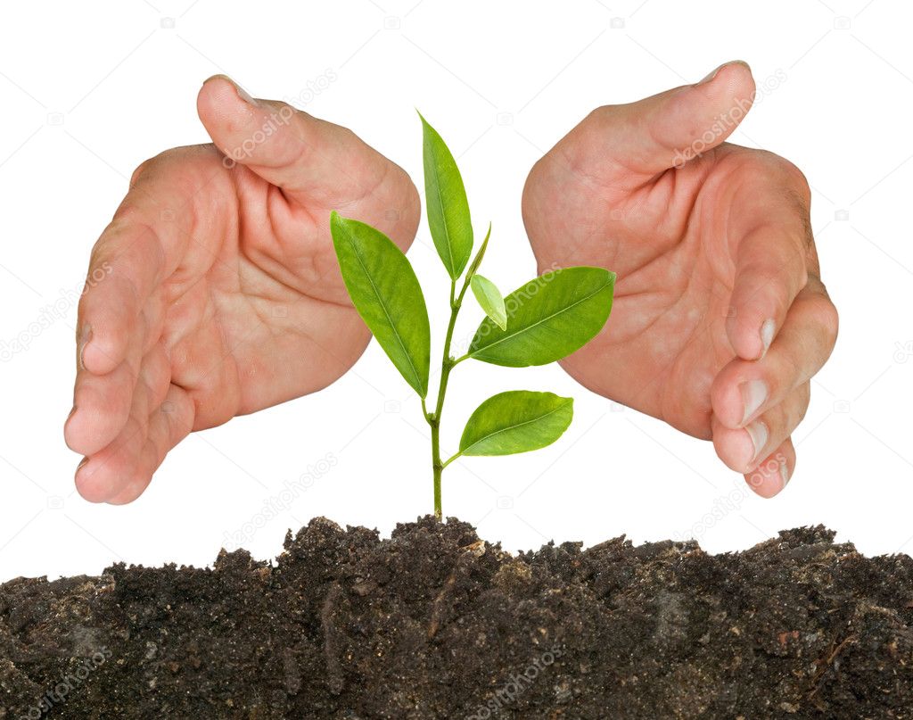 Tree seedling protected by hands