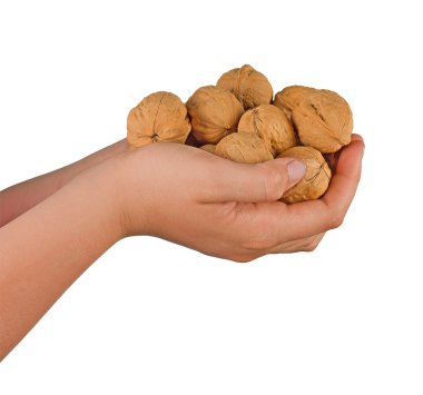 Hands with walnuts clipart