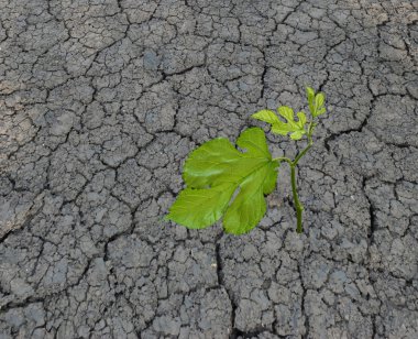 Seedling growing from barren land clipart