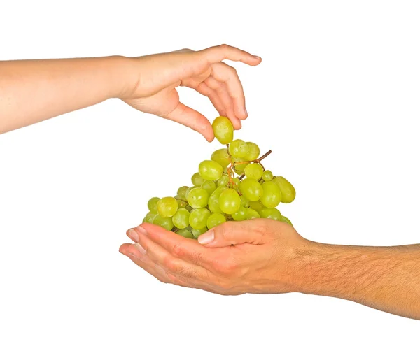 Winorośl jako dar rolnictwa — Zdjęcie stockowe