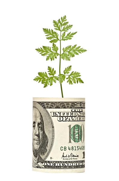 Persilja växer från dollarn — Stockfoto