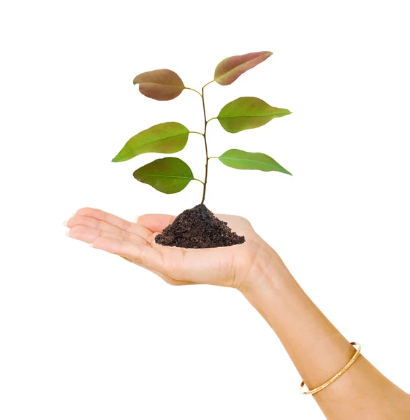 Sprout in palm as a symbol of nature protection — Stock Photo, Image