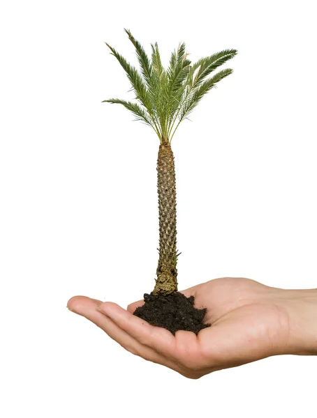 Palm tree in palm as a symbol of nature protection — Stock Photo, Image