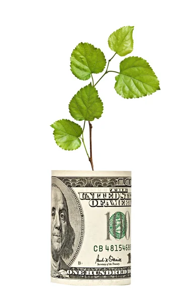 从美元的钞票成长树拍摄 — 图库照片
