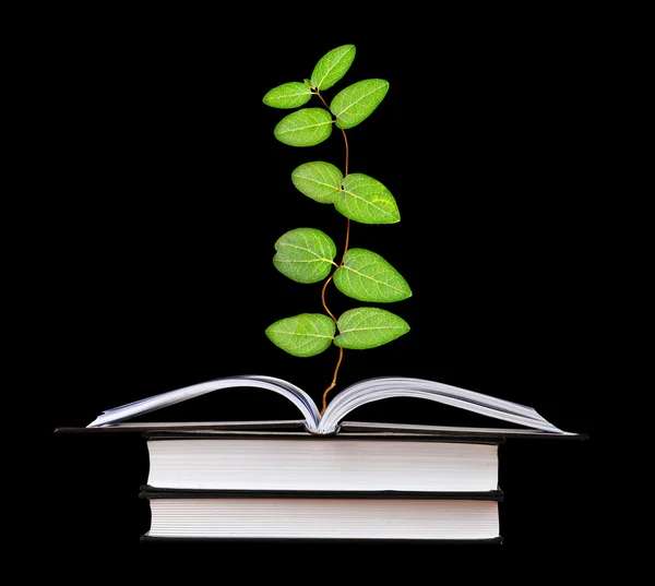 Растение, растущее из открытой книги — стоковое фото