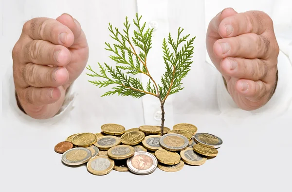 Руки, защищающие дерево, растущее из кучи монет — стоковое фото