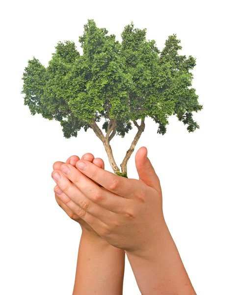 Drzewo w ręce — Zdjęcie stockowe