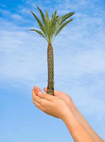 Palmier dans les mains — Photo