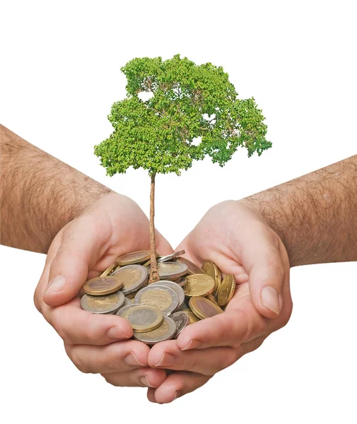 Palmeras con un árbol que crece de la pila de monedas —  Fotos de Stock