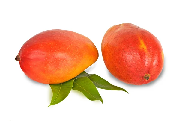 Twee mango's geïsoleerd op witte achtergrond — Stockfoto