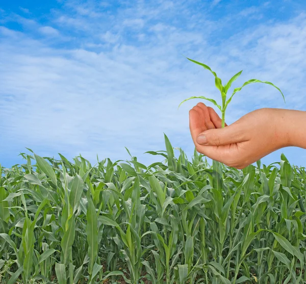 Presenting corn shoot as a gift of agriculture — Stock Photo, Image