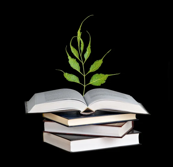 Sazenice stromu roste z otevřené knihy — Stock fotografie