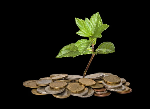 Stock image Tree growing from pile of coins