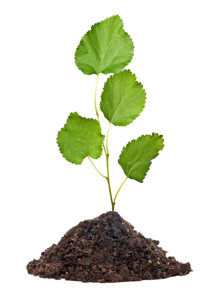 Σπορόφυτο δέντρο αυξάνεται από χώμα — Φωτογραφία Αρχείου