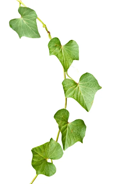 Ivy isolé sur fond blanc — Photo