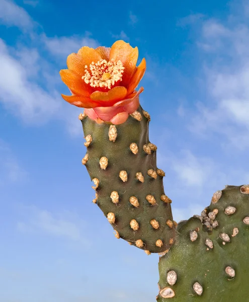 Kaktus z czerwonych kwiatów — Zdjęcie stockowe