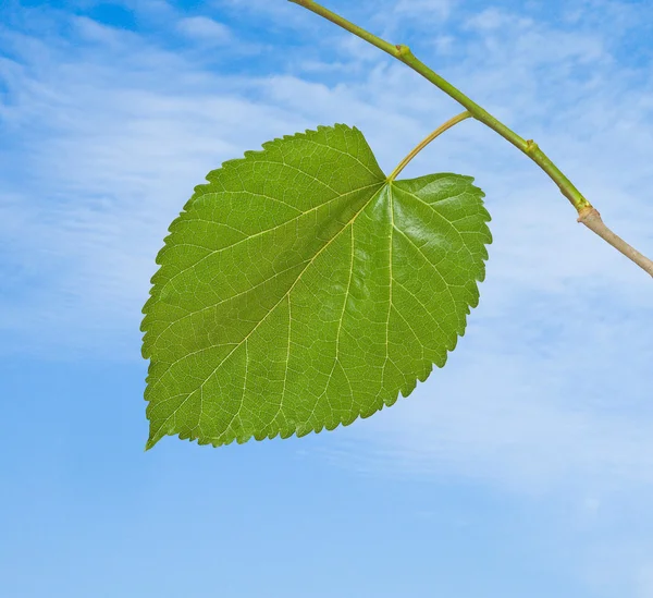 Blad op hemelachtergrond — Stockfoto