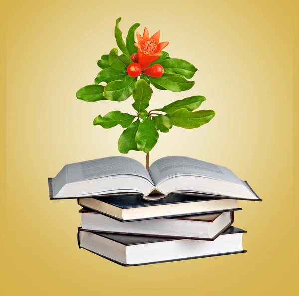 Flor que crece de un libro abierto —  Fotos de Stock