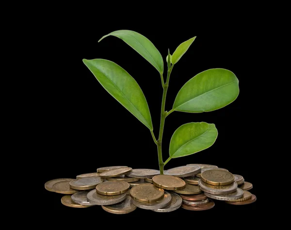 stock image Tree growing from pile of coins