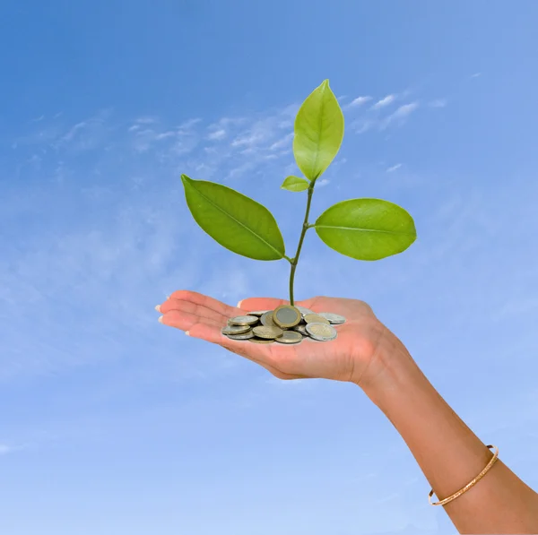 stock image Palm with a tree growing from pile of coins