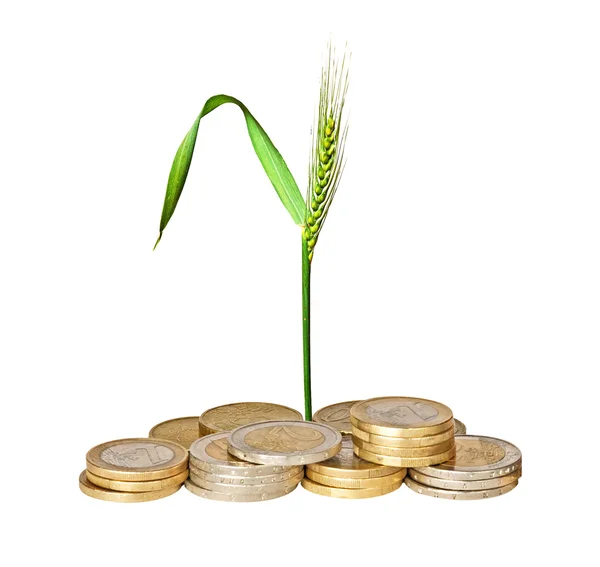 Пшеница растет из кучи монет — стоковое фото