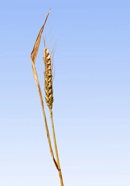 Primo piano del grano — Foto Stock
