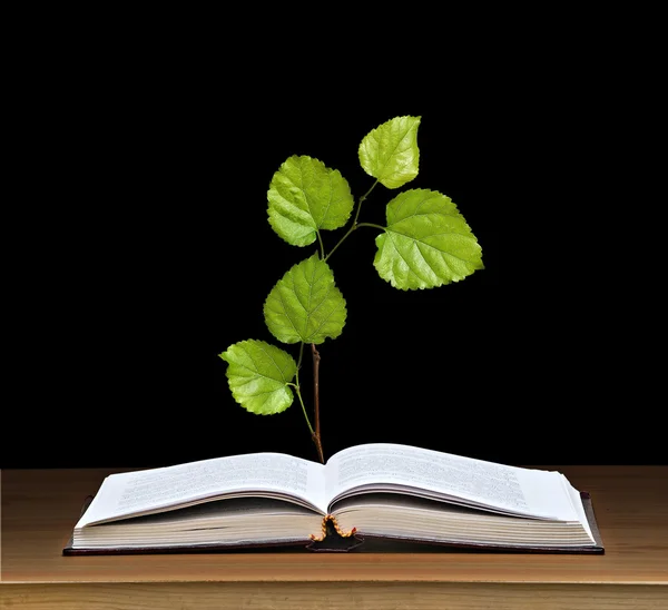 Árbol creciendo de libro abierto — Foto de Stock