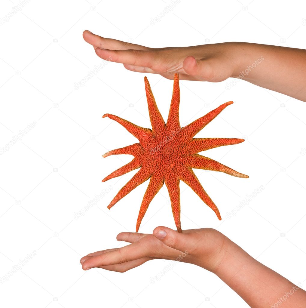 Girl's hands holding starfish isolated on white background