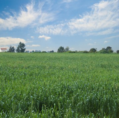 buğday tarlası