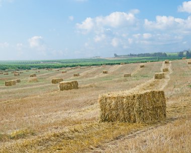 Hasat edilen buğday tarlası