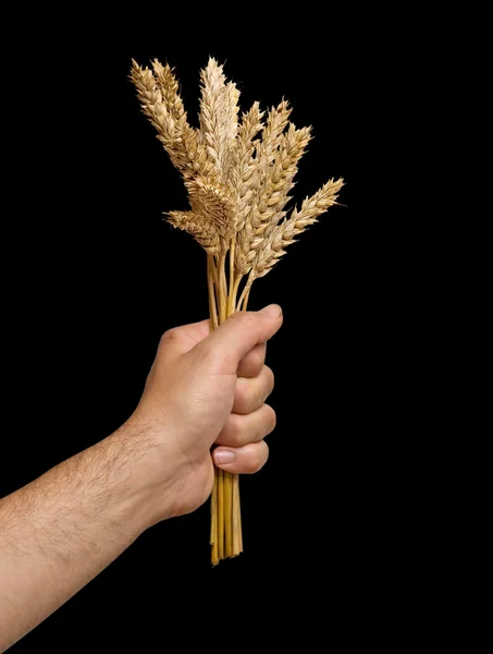 Γεωργός παρουσιάζοντας μάτσο σιτάρι ως δώρο της γεωργίας — Φωτογραφία Αρχείου
