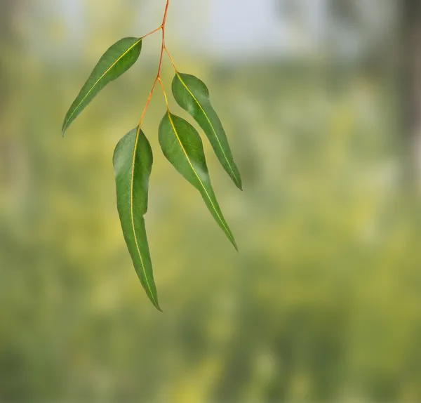 Эвкалиптовая ветвь — стоковое фото