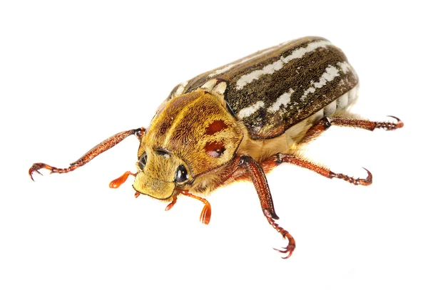 Närbild på beetle — Stockfoto