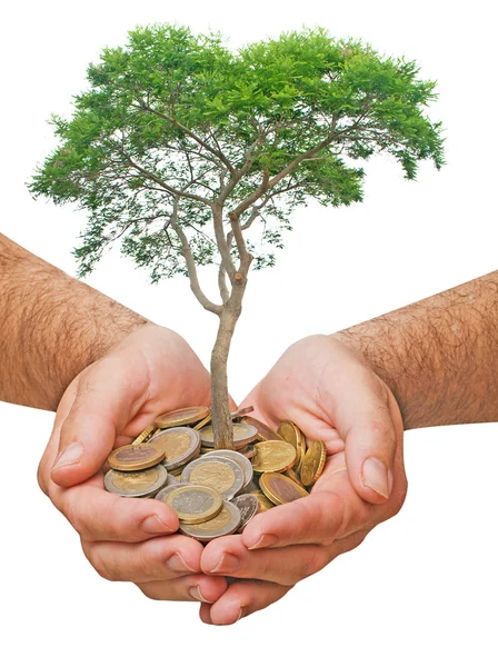 コインの山から木 growng とヤシの木 — ストック写真