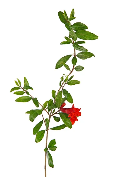 Pomegranate branch with flower — Stock Photo, Image