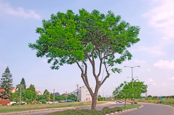 stock image Road at Israel