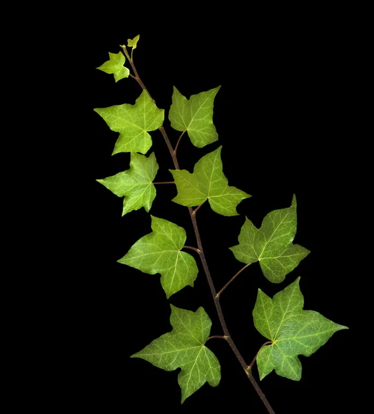 Ivy isolato su sfondo nero — Foto Stock