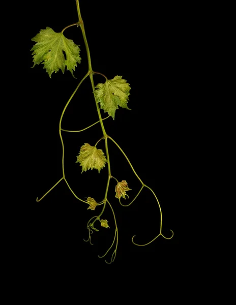 Vine isolated on black background — Stock Photo, Image
