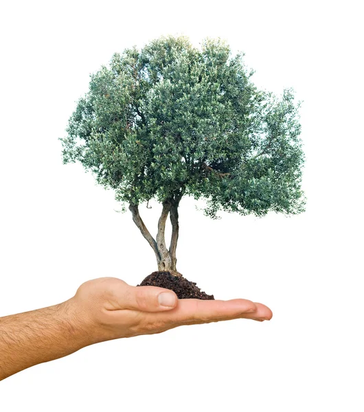 Olivovník v dlani jako dárek — Stock fotografie