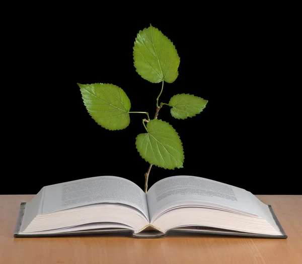 Träd växer från en bok — Stockfoto