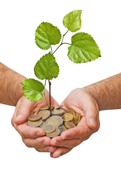 Palms with a tree growng from pile of coins — Stock Photo, Image