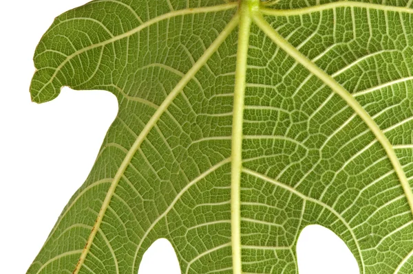 하얀 배경에 분리되어 있는 무화과나무 잎 — 스톡 사진