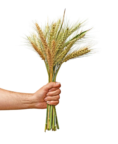 Farmář prezentující banda pšenice jako dar zemědělství — Stock fotografie