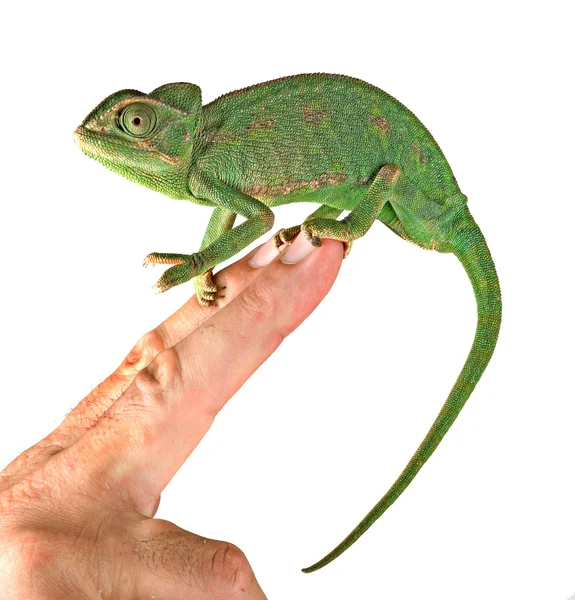 Close up de camaleão sentado nos dedos — Fotografia de Stock