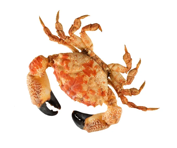 Großaufnahme von Krabben — Stockfoto