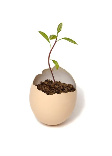 Avocado tree growing from egg — Stock Photo, Image