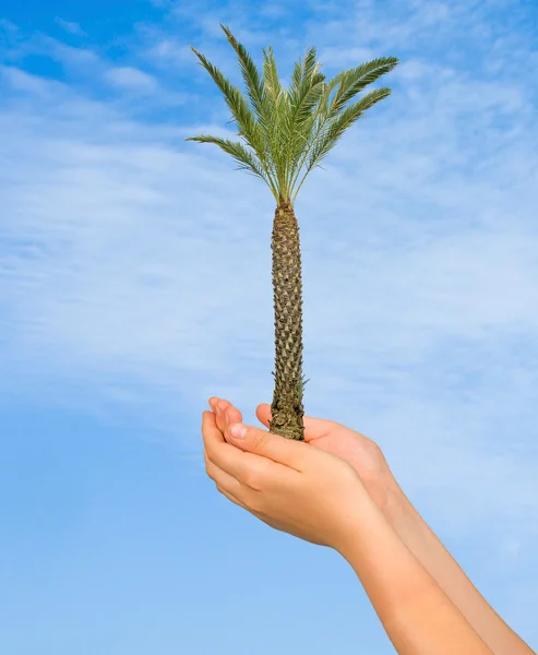 Palm tree in hands — Stock Photo, Image