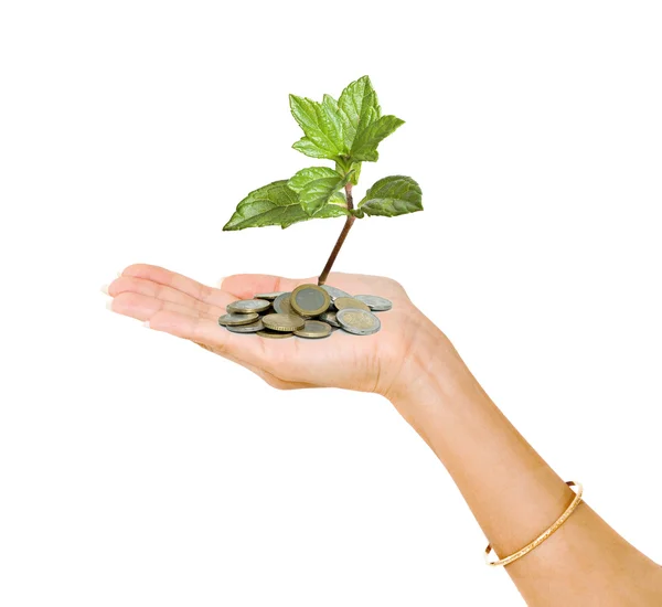 Palm with a tree growing from pile of coins — Stock Photo, Image