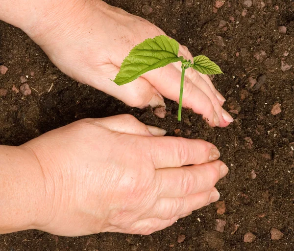 Planting seedling — Stock Photo, Image