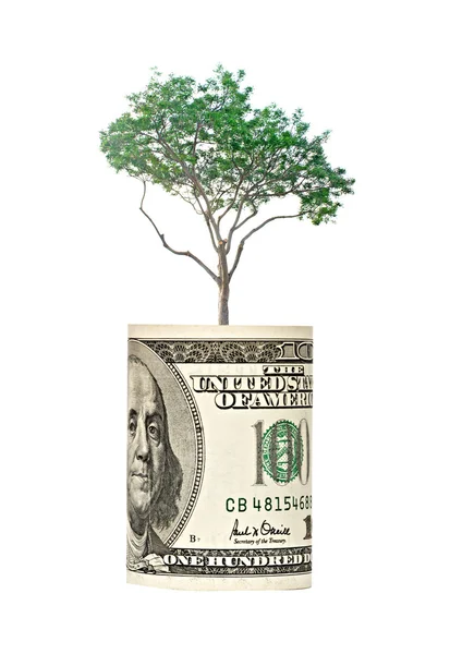 Pine tree growing from dollar bill — Stock Photo, Image